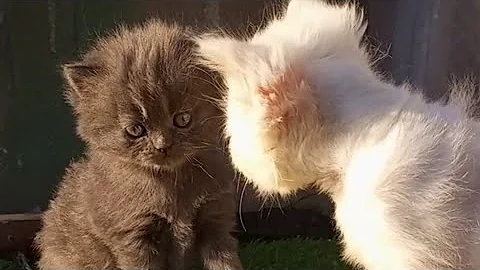 Watch the video about Rescued Kitten Blossoms in New Home with Persian Cat & Her Playful Kittens!