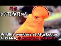 Wildlife wonders at Atta Lodge, Guyana: South American extrav 7