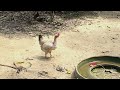 Mira una gallina cacareando. Chickens clucking