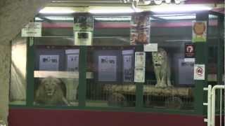 ライオンの長い咆哮~Lions are roaring in the morning