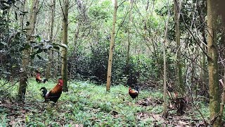 Mantap Sekali.. Pikat Ayam Hutan Terbaru Berhasil Dapat Kuping Putih Yang Sangat Cantik