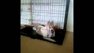 Video Thumbnail for Talking Dog - My 4 month old Akita saying her first words