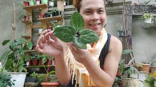 From Hoya Plant BUDOL to Freebies Galore