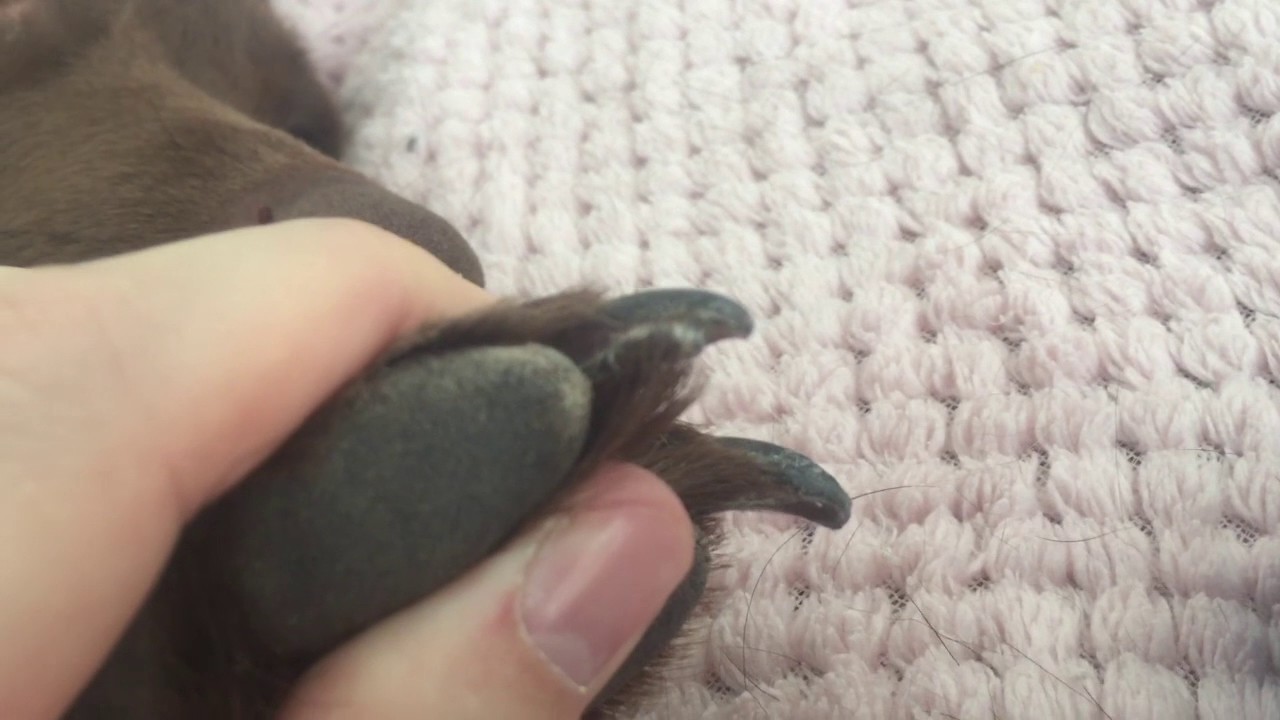 DIY Split Cracked Dog Nail Repair No Vets Needed YouTube
