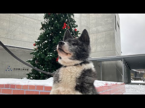 あきたいぬライブ配信【杏】2022.12.20