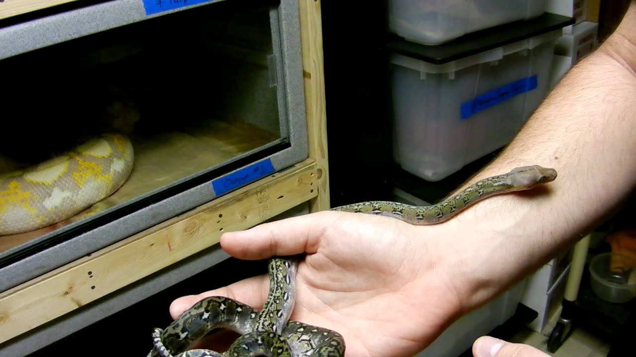 lizard skin grips Baby Retics after shed