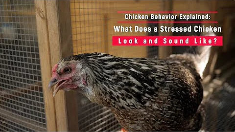 Chicken Behavior Explained: What Does a Stressed Chicken Look and Sound Like?