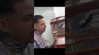 Perdeu no canto e saiu chorando kkkkkkk.. #coleiro #birds #papacapim