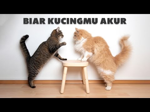 Video: Kucing Tidak Akur? Kiat Agar Mereka Berhenti Berkelahi Satu Sama Lain