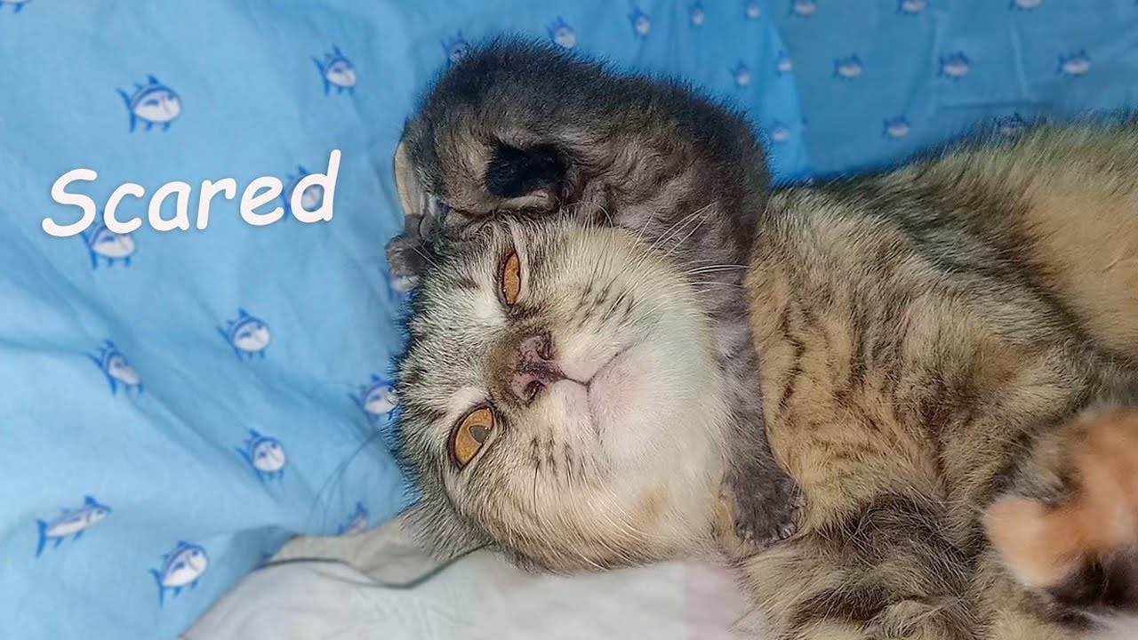 Abandoned Adopted Kitten Hisses While Foster Mom Cat Nurses Him 😿 ~ The Poor Kitten Rescue