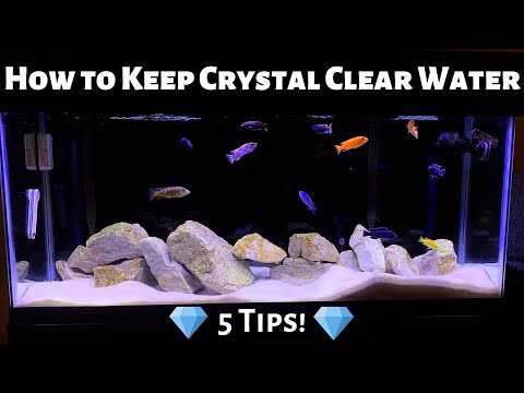 How to Keep CRYSTAL CLEAR Water - 5 TIPS!!