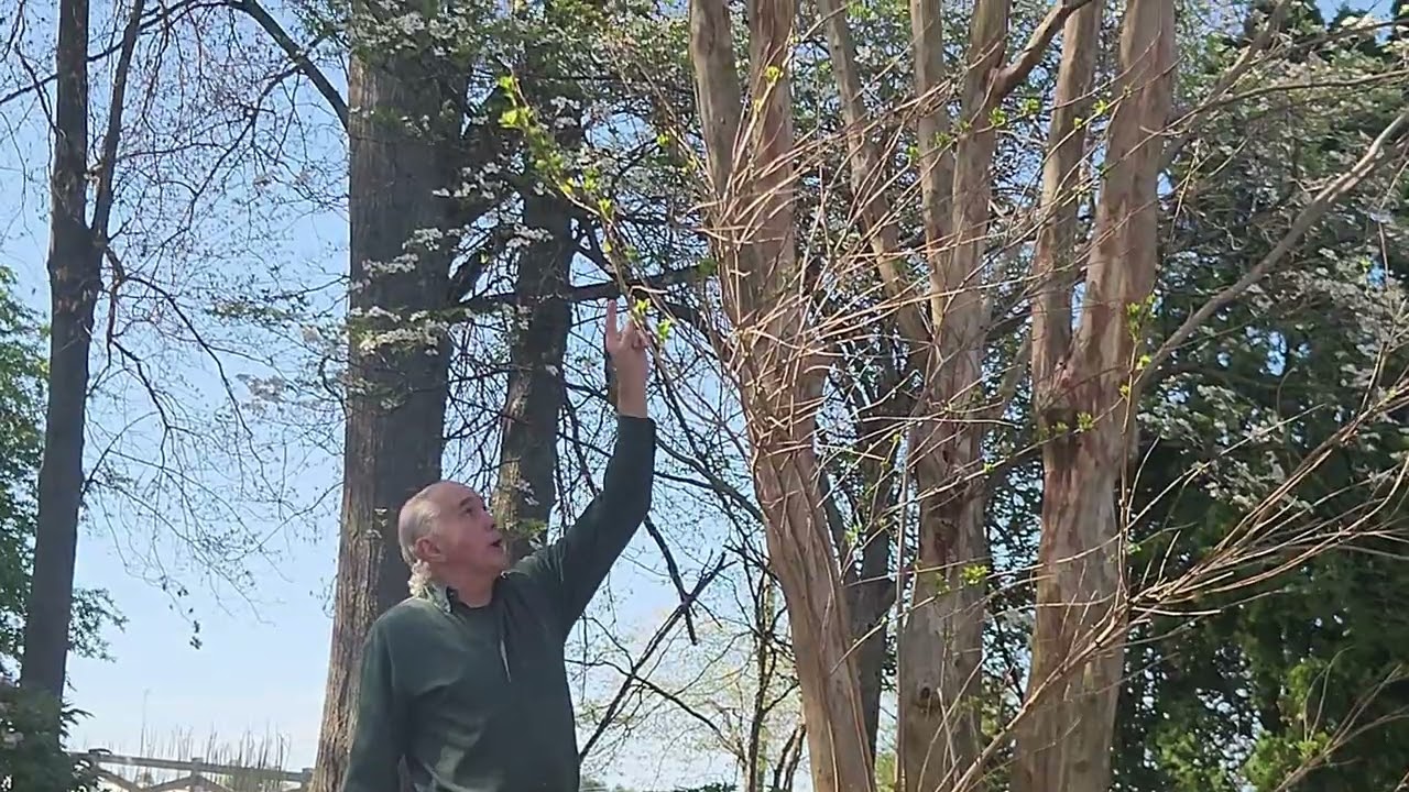 Crepe myrtle pruning, various varieties explained