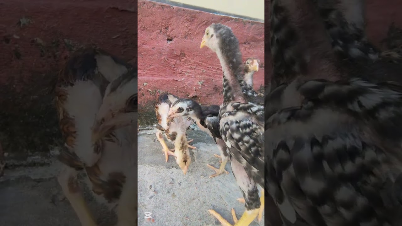 Aseel Chicken Chicks For Sale