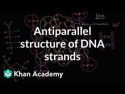 Video: Ce molecule alcătuiesc montantii ADN-ului?
