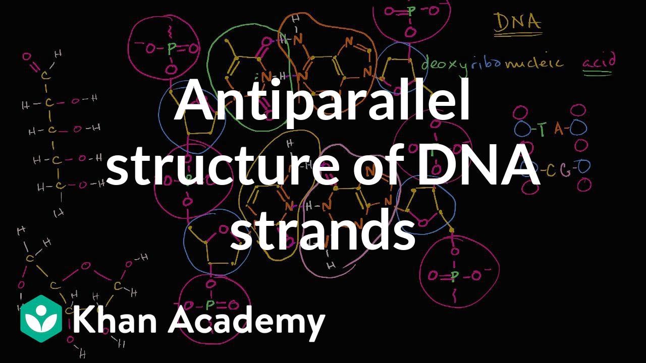 Antiparallel structure of DNA strands | Biology | Khan Academy