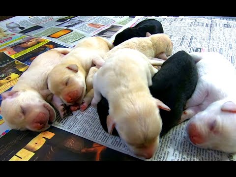 Milk infection in Dog | New born Puppy Care | Mastitis in Dogs | Mastitis Treatment