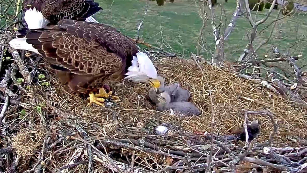 Shepherdstown WV Eagles Late afternoon meal 03 30 16 YouTube Shepherdstown WV Eagles Late afternoon meal 03 30 16 YouTube