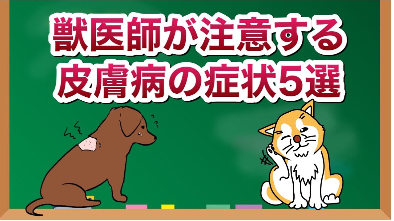 犬の皮膚病｜獣医師が注意する症状5選