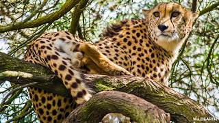 Cats, climbers & courtship - SafariLIVE Sunrise - 21 October 2026