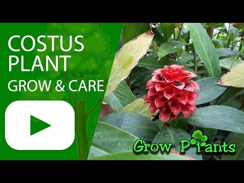 Costus plant - grow & care (Spiral gingers)