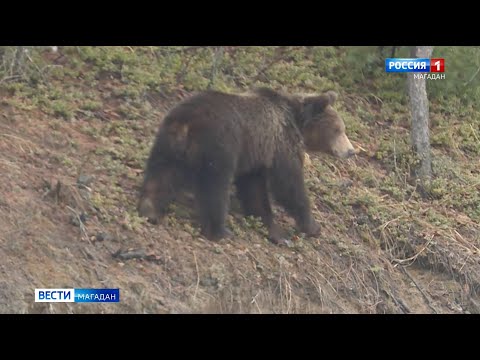 Выжить в схватке с медведем - хищник терроризирует окраину Магадана