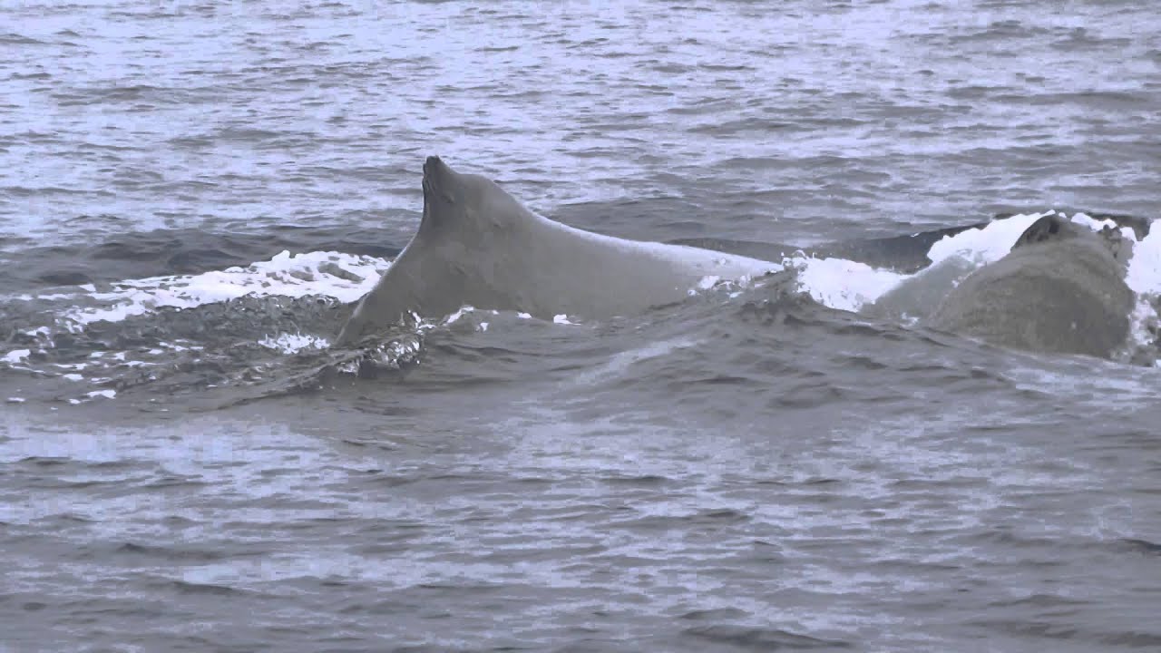 whale watching Grand Canaria - YouTube