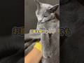 お腹を触られるロシアンブルー | Russian Blue being touched on the belly