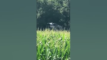 Spraying Corn with Drone