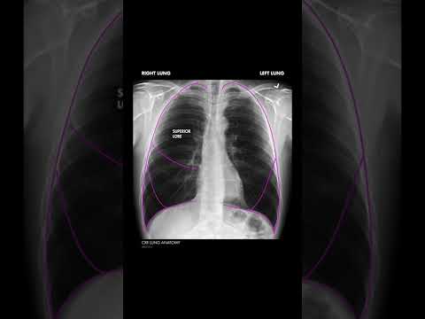 Video: Is toraks en kefalothorax dieselfde?