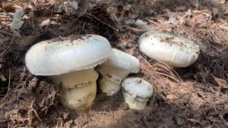 Farm Life | Instructions on how to grow and harvest mushrooms from corn cobs