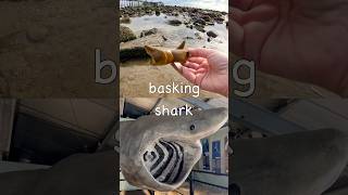 Learn Shark Names For Kids At The Rock Pool Basking Banded Houndshark Goblin Nurse Frilled