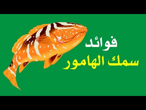 فوائد سمك الهامور