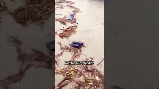 Survivors Described it as a "Black Wall of Water" That was Inescapable | Guadalupe River Floods TX