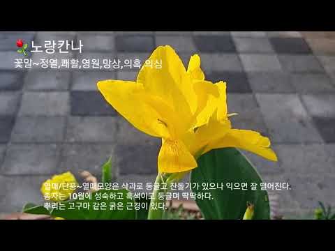 쾌활한 미소.. 노랑칸나