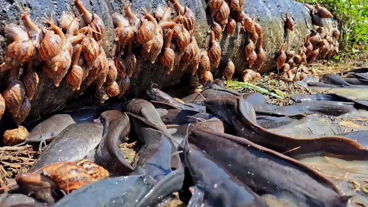 amazing fishing - catching a lot of fish and snail at field by hand a fisherman skill