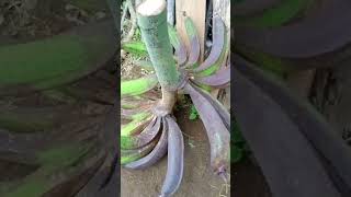 pisang tanduk super jumbo#shorts