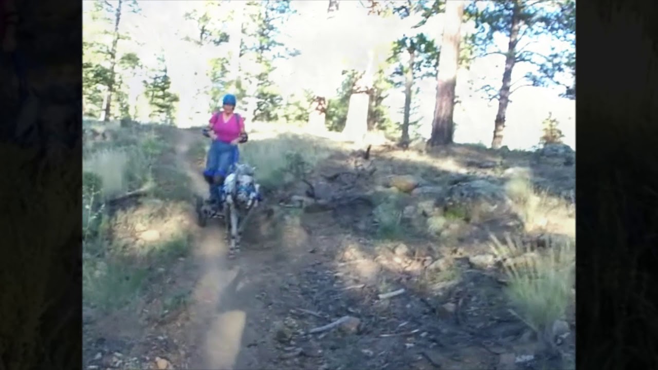 Boardjoring at Flagstaff horse camp YouTube