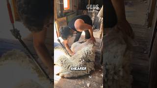 Speedy Shearer Makes It Look Illegally Easy