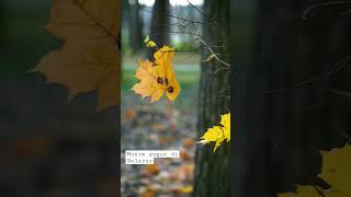 Musim Gugur Di Belarus awandanolya cinematic cinematic nature  belarus musimgugur