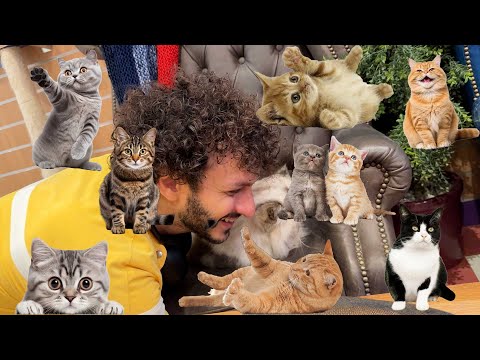 CATS! (A Good Kid Tour Vlog)
