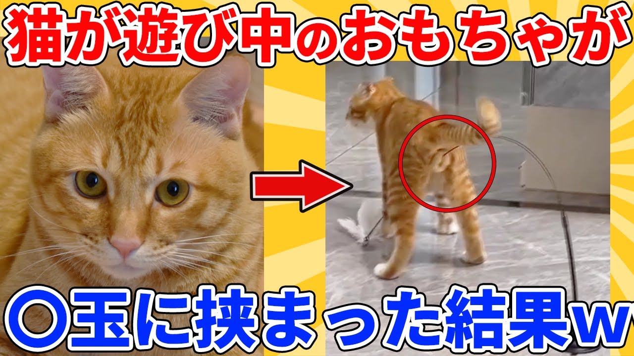 【2ch動物スレ総集編】ルンルンで遊ぶヌコ→突然、おもちゃが〇玉に挟まった結果ｗｗｗｗｗ