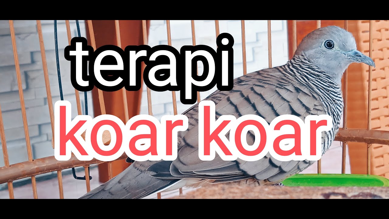 perkutut lokal terapi koar koar agar cepat manggung - YouTube