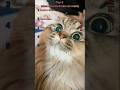 When random sounds make cats suspicious 😼😂😂