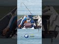 Pesca de matungos con Diego Araujo y Osvaldo de Saavedra Bonsaber 🎣
