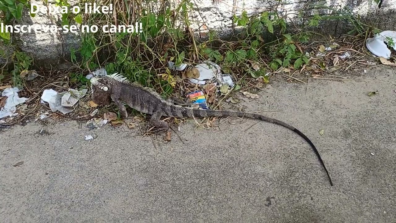 Encontrei uma IGUANA e gravei tudo!