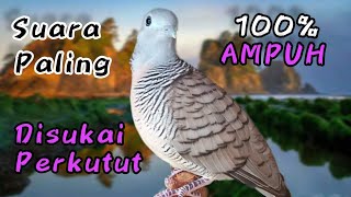 perkutut lokal gacor suara paling disukai perkutut sangat ampuh untuk pancingan dan pikat.