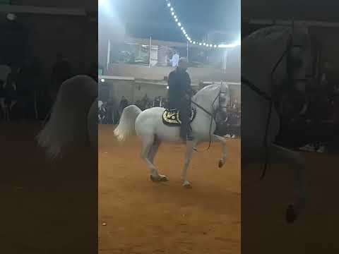 الماس الحناوي وحماده بيه الحناوي