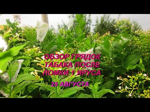 ДНЕВНИК ТАБАКОВОДА № 49 ( 25.08. Обзор грядок после первой ломки листа ) ТАБАК