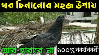 নতুন কবুতরকে কিভাবে ঘর চেনাবেন ও পোষ মানাবেন | Kobutor Posh Mananor Upay | কবুতরের ঘর চেনানোর উপায়