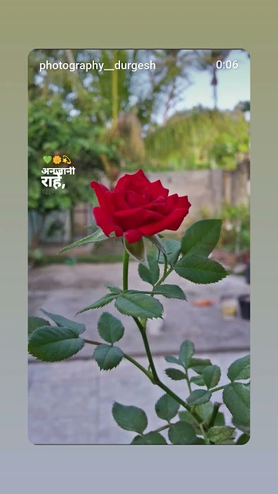 #haveitoldyoulatelythatiloveyou #love #duet #lifeisbutadream #unfrezzmyaccount #whowillbemyl